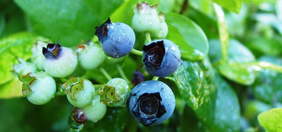 BIO-Lebensmittel enthalten mehr Antioxidantien