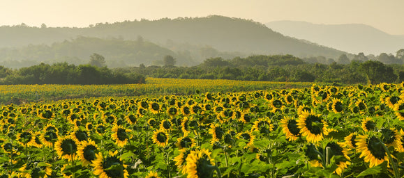 Bio-Sonnenblumenkerne