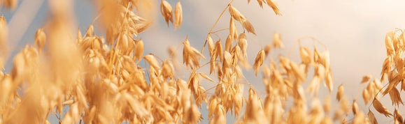 Glutenfreier Bio-Vollkornhafer